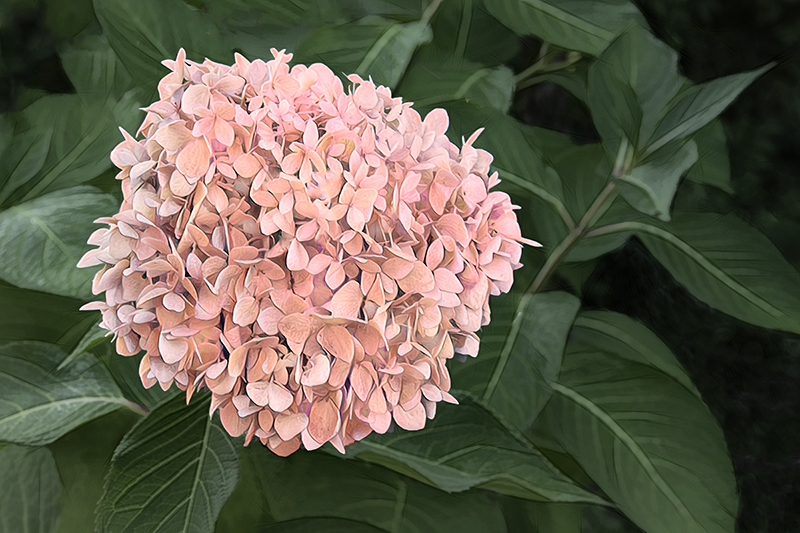 Pink Hydrangea