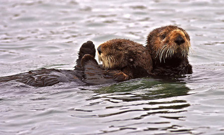 Two Sea Otters