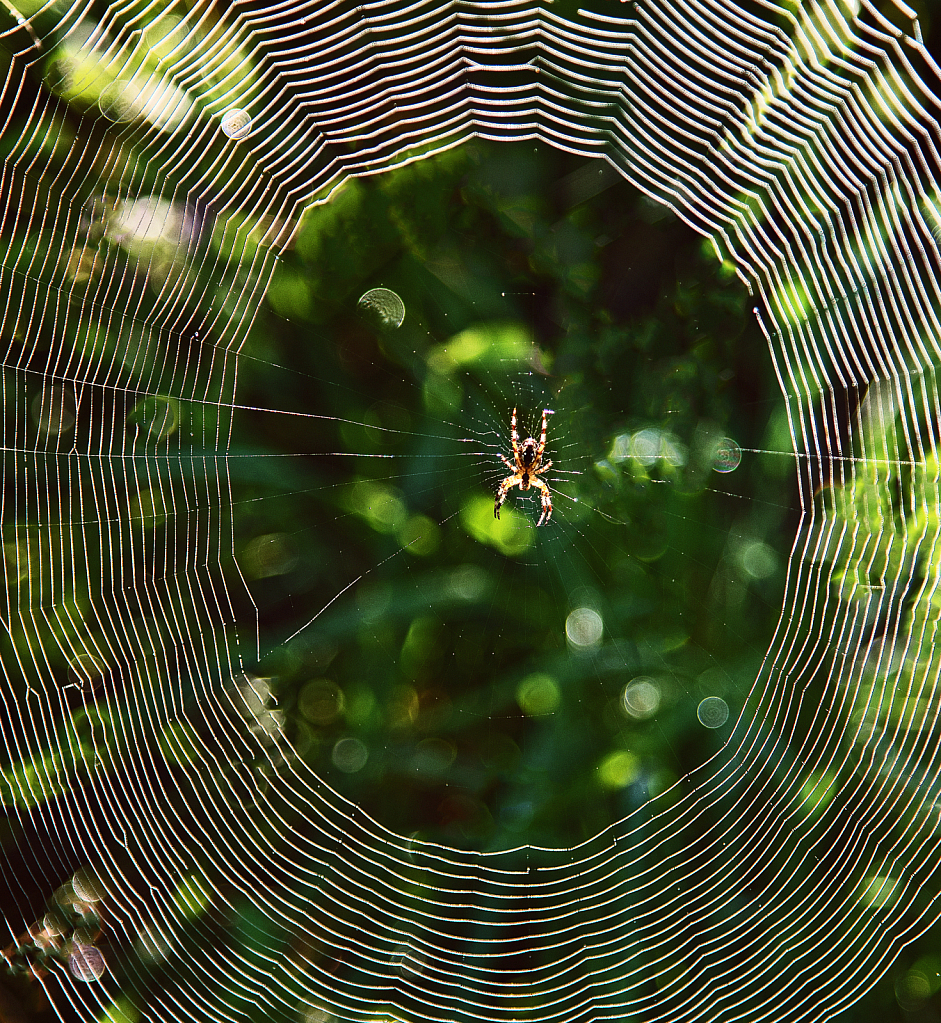 Framed within its net.