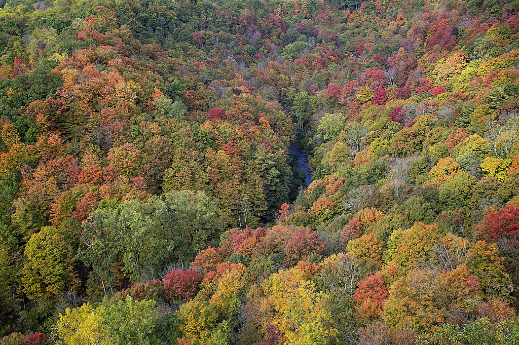 Coat of Autumn Colours