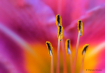 Stamen and Colors