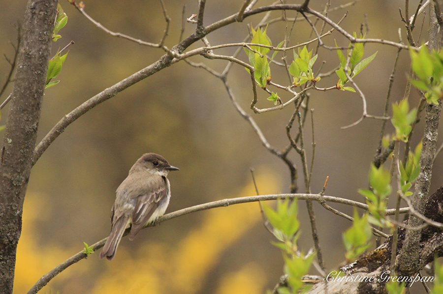 Eastern Phoebe