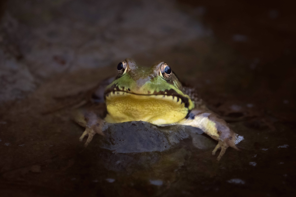 Frog with Yellow Chin