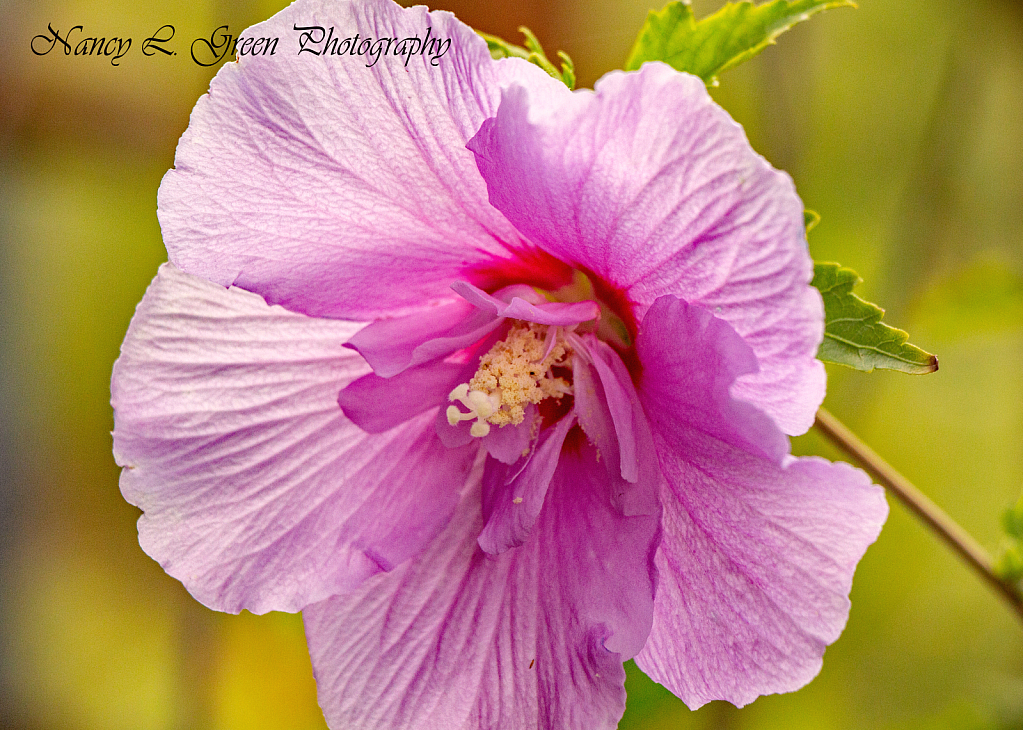 Rose of Sharon Hibiscus