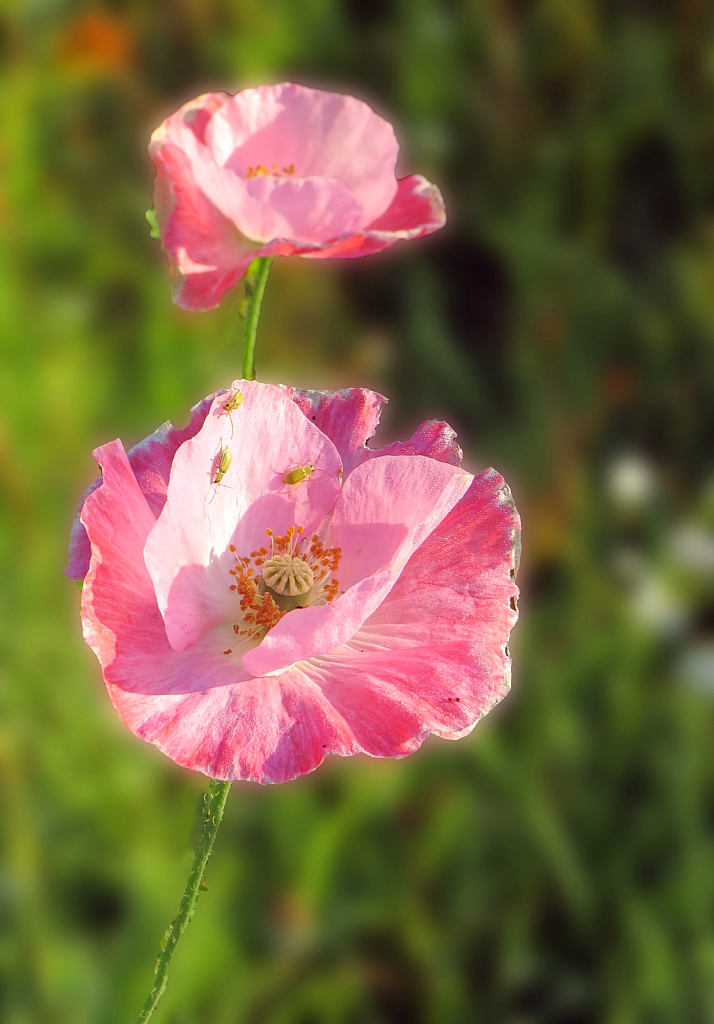 Poppy Pink