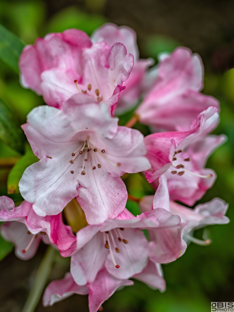 Pink Rhododendron