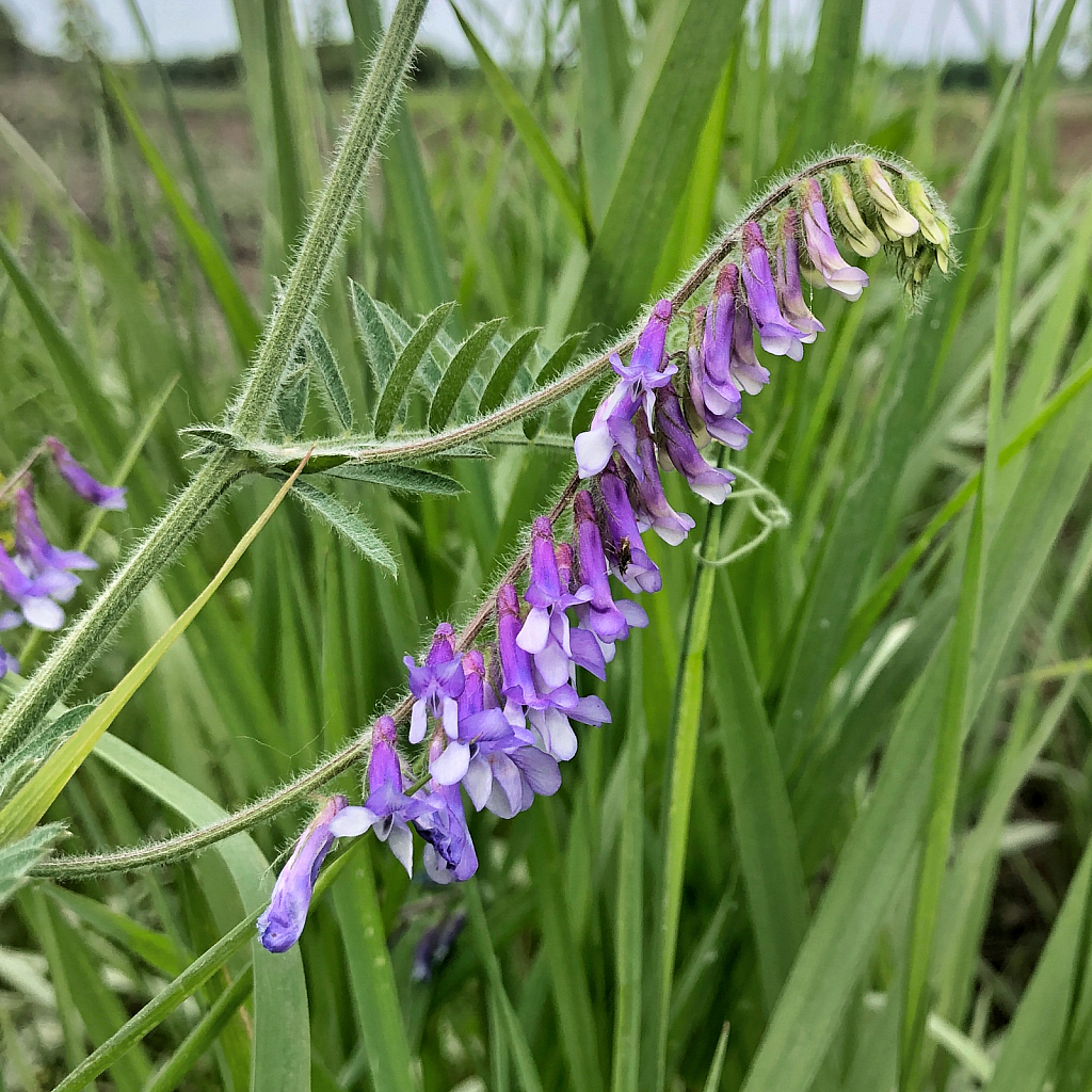 Hairy Vetch