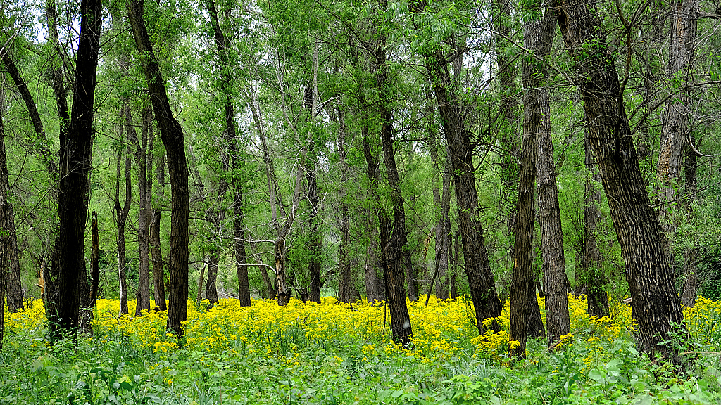 Butterweed in the Woods - ID: 16002234 © Larry Lawhead