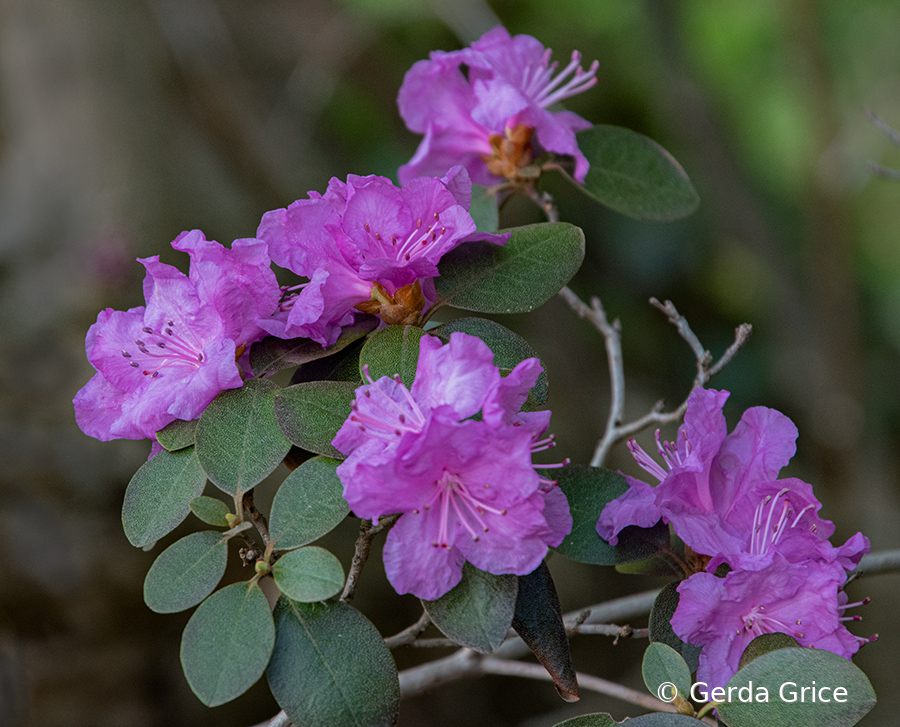 Azaleas in Alexander Muir Park, Toronto, ON