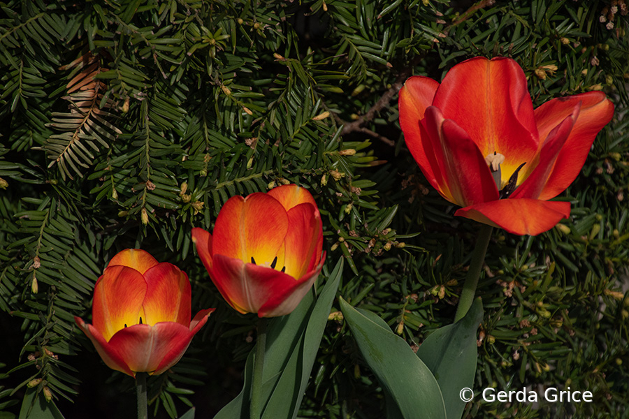 Red Tulips Up Against an Evergreen Tree