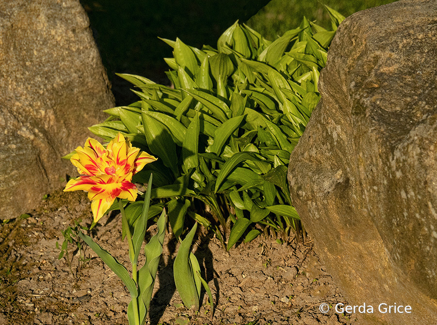 Tulip Between Rocks