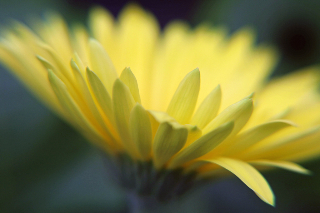 Macro of yellow daisy
