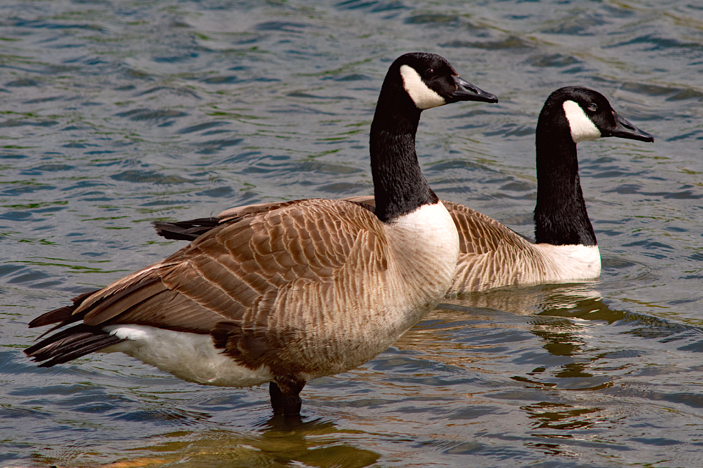 One Wading and One Swimming