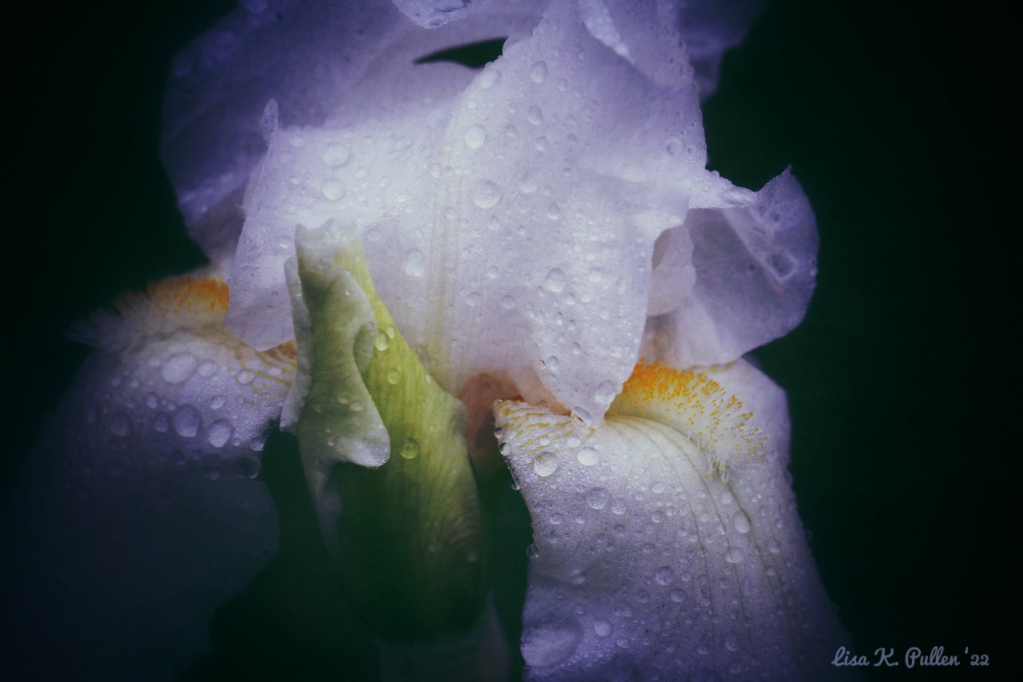 Black Velvet Iris