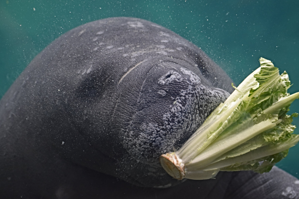 Manatee at the Columbus Zoo