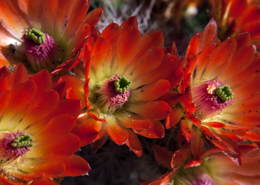 Cactus in Bloom