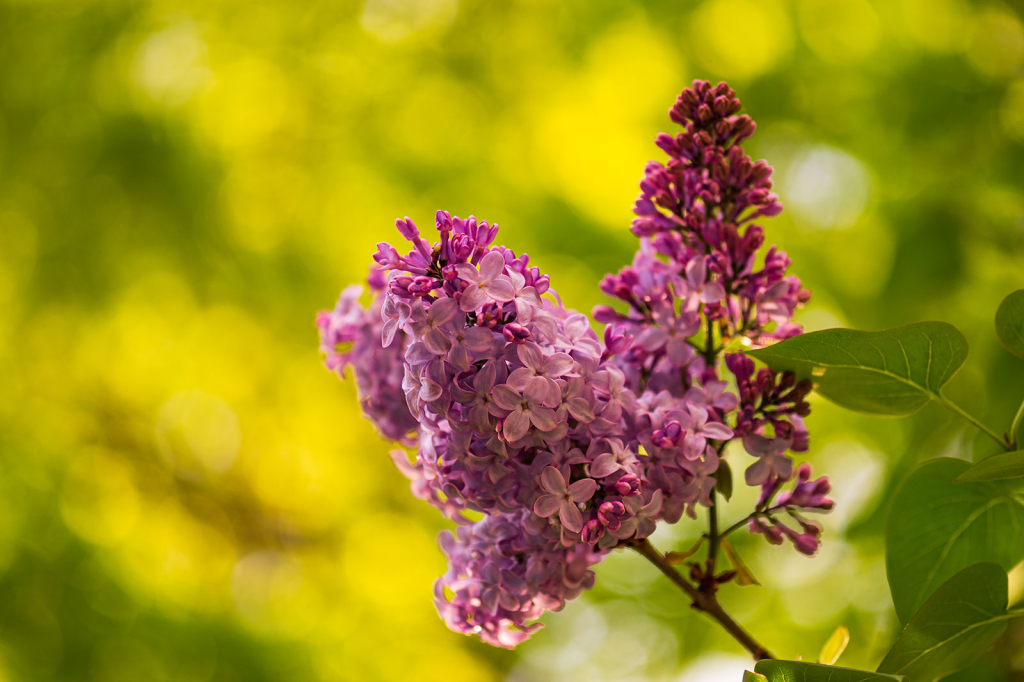 Lilac Time