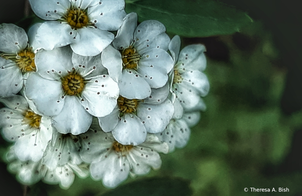 Springtime Blossoms 