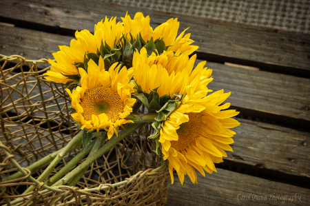 Sunshine in a Basket