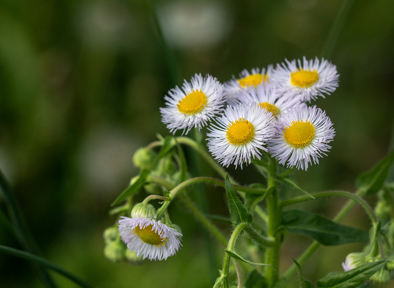 Philadelphia Fleabane 