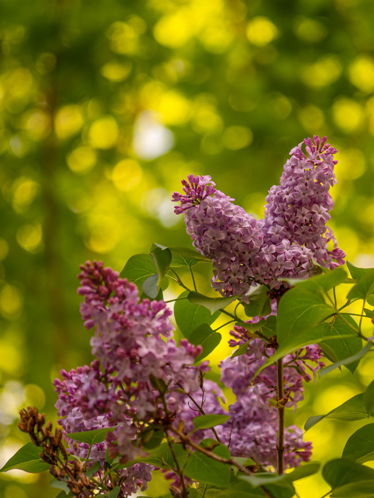 Afternoon Lilacs