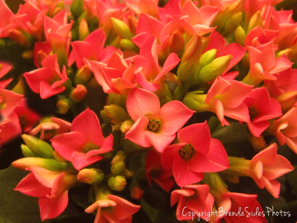 ~Kalanchoe~