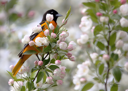 Oriole in the Cherry Blossoms