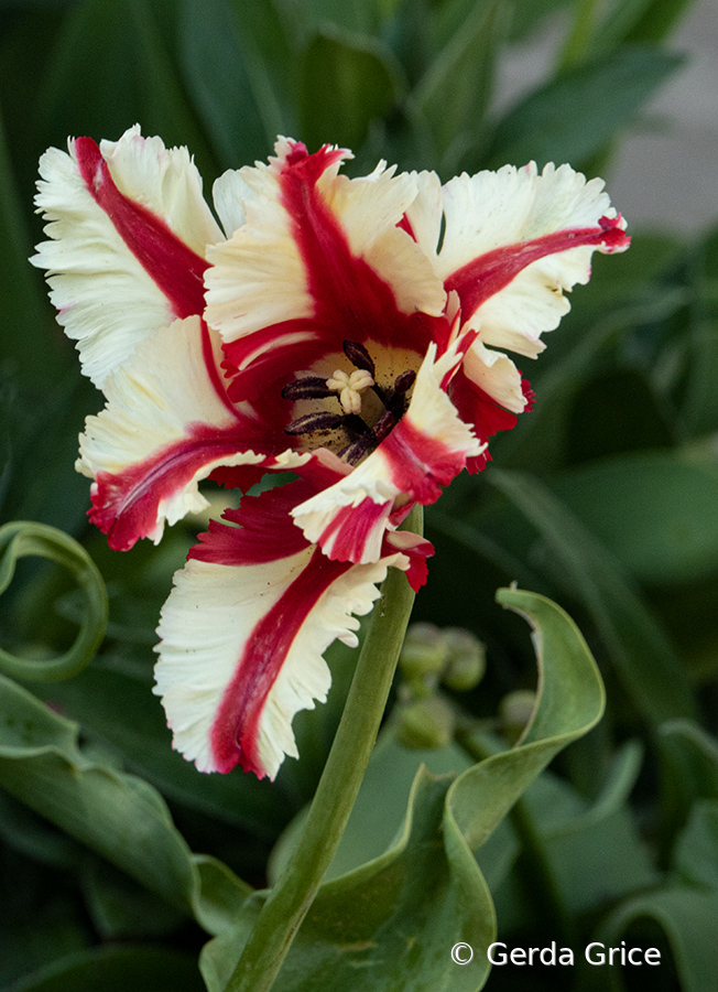 Frilly Candy Striped Tulip
