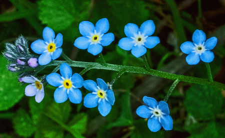 Woodland Forget-me-not flower.