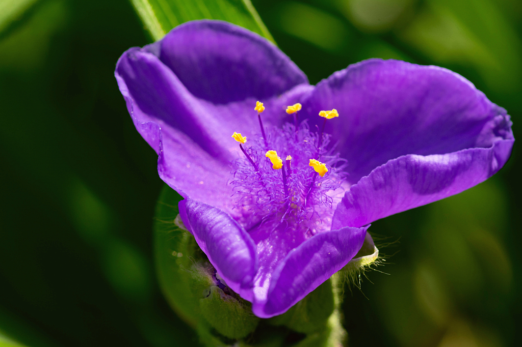 Virginia Spiderwort