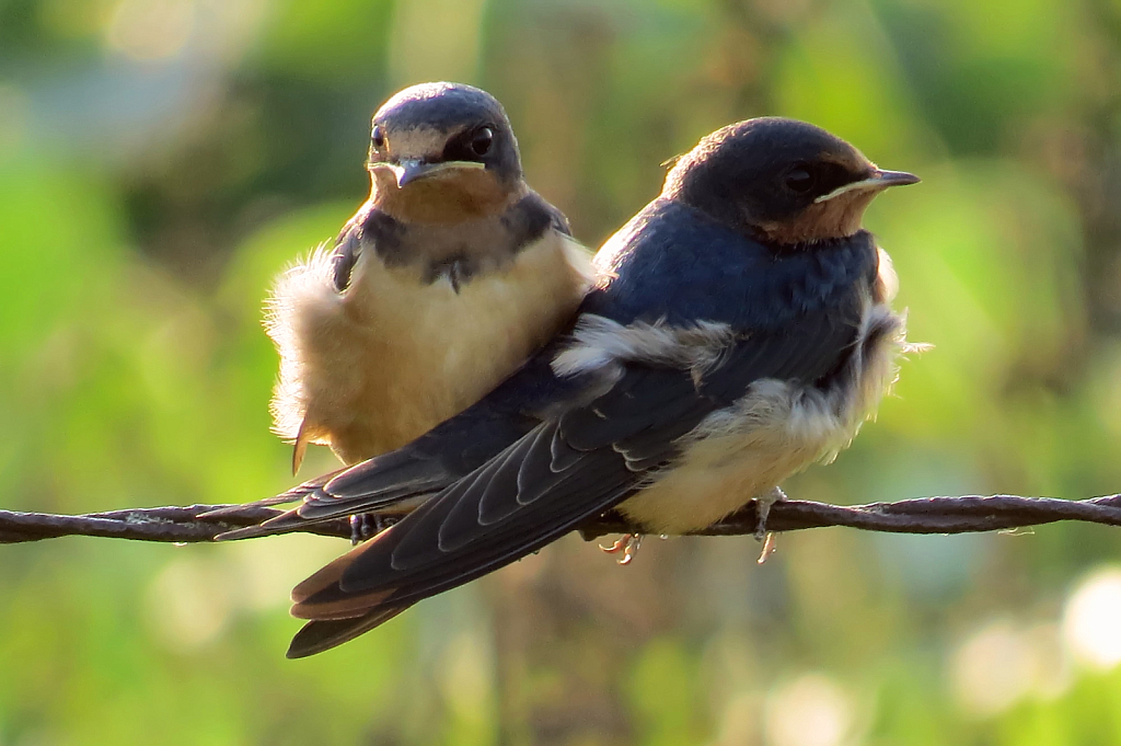 Barn Swallow Babies