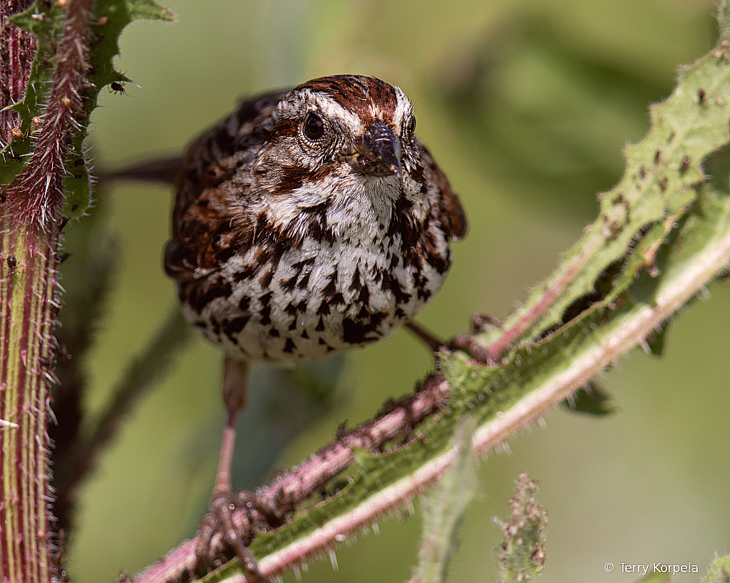 Song Sparrow
