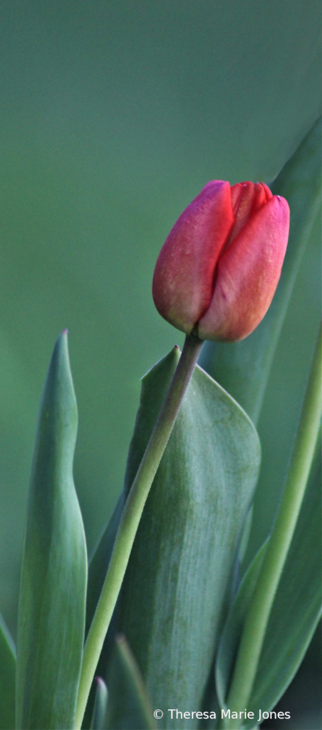 Red Tulip