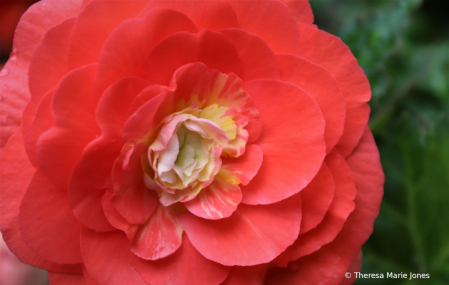 Begonia in Peach Color