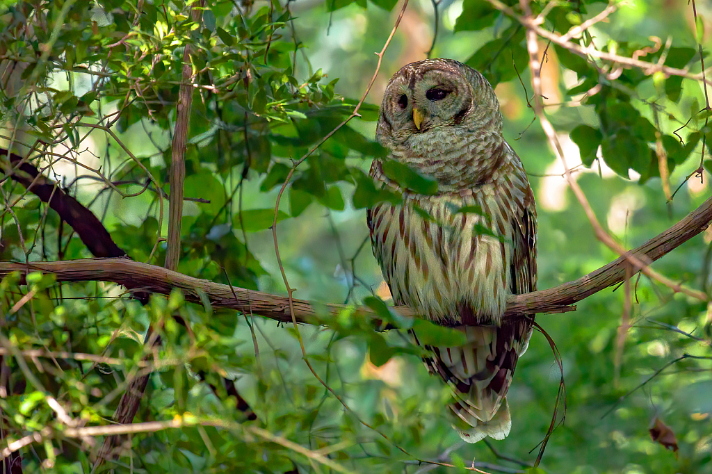 Barred Owl Hanging Out
