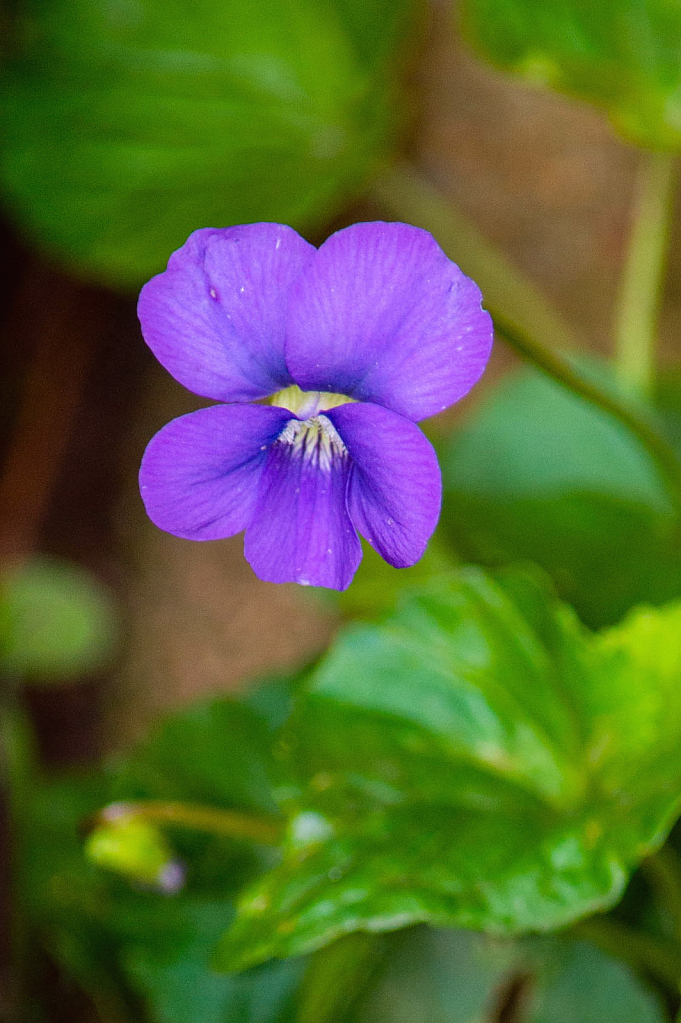 Wild Violet