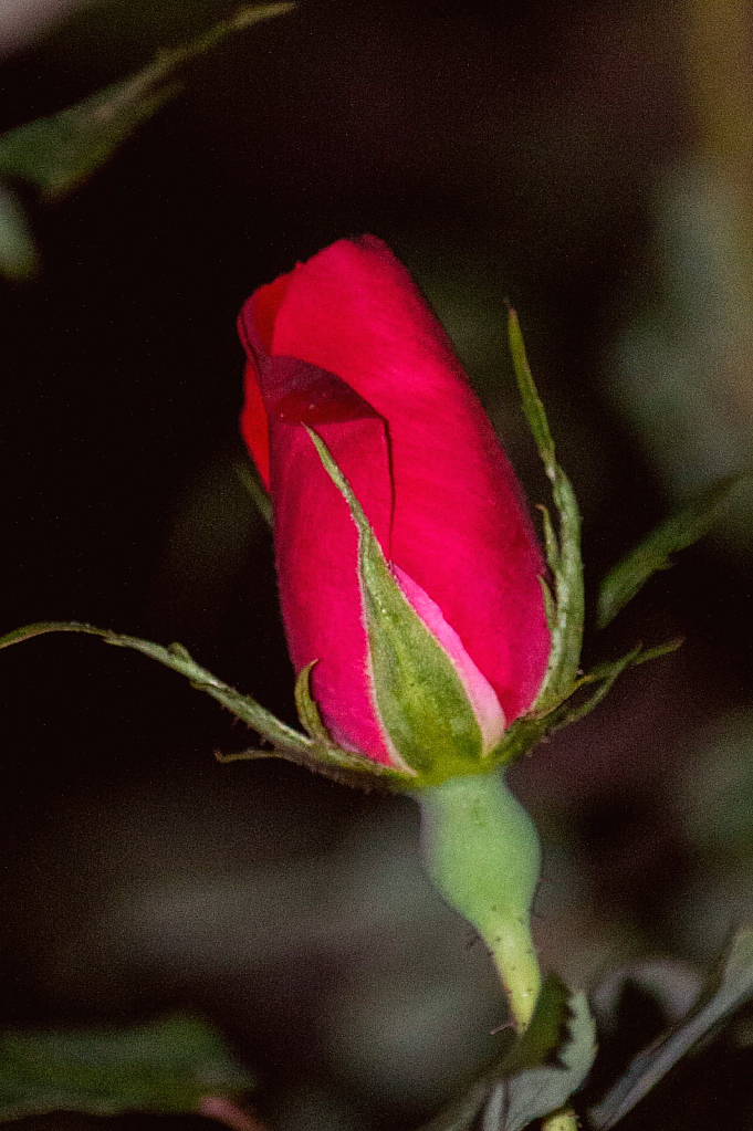 Red Rose 4