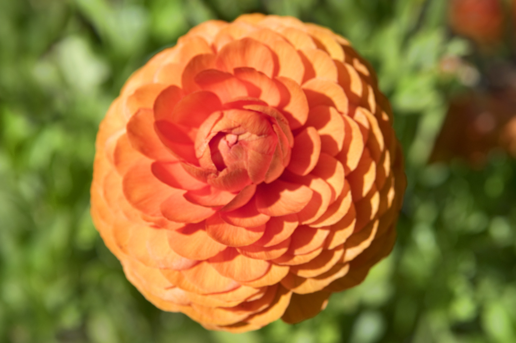 Blooming Orange