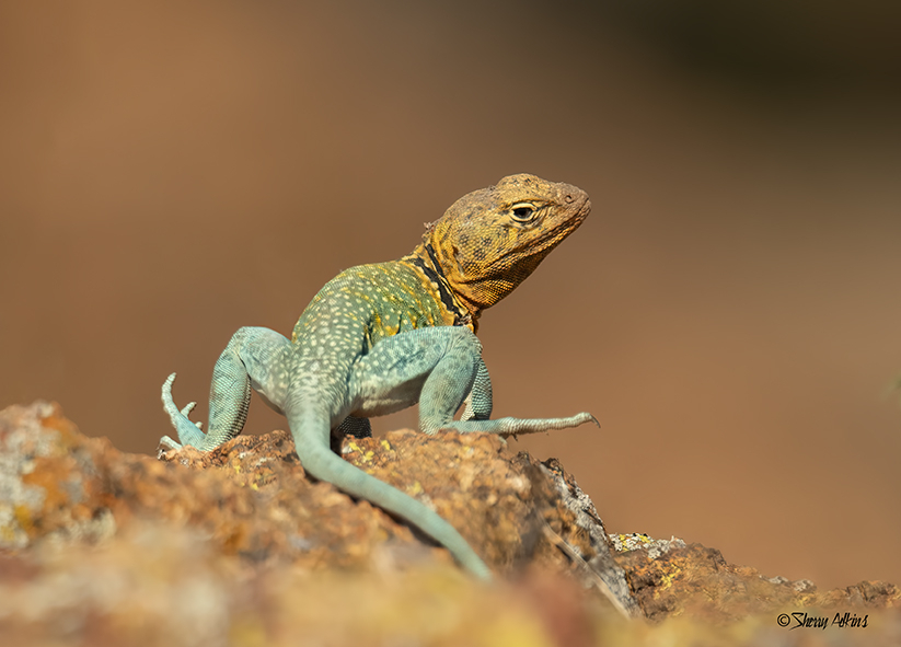 Collared Lizard 4 - ID: 16002513 © Sherry Karr Adkins