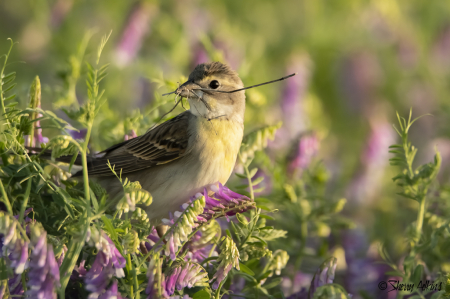 Dickcissel