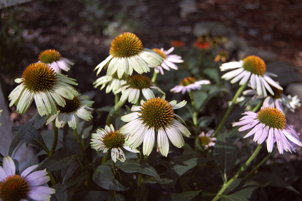 Field of Flowers