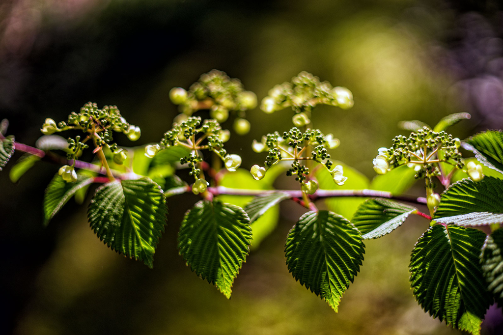 Viburnum Blossoms