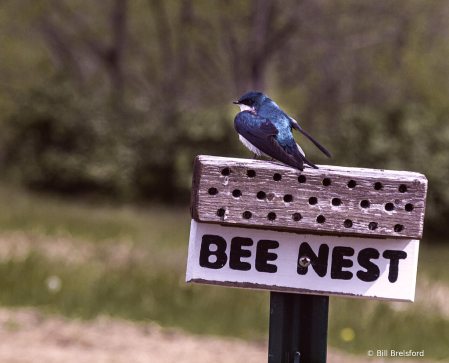 Wrong nest Bluebird!!