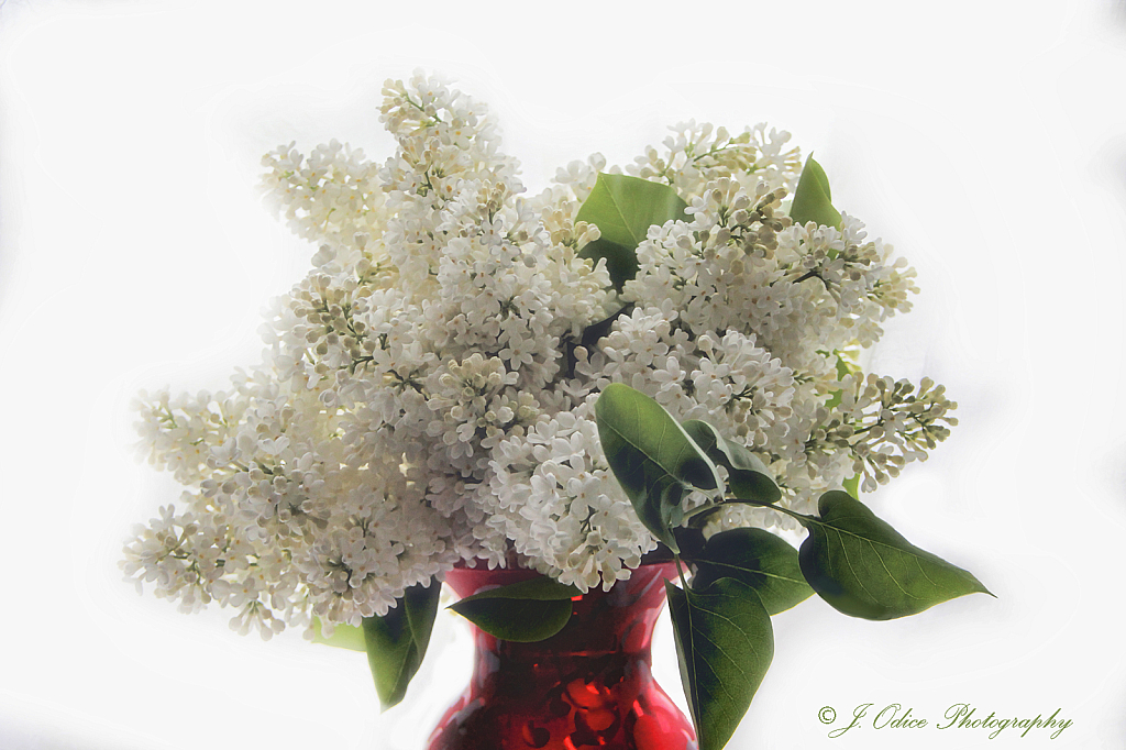 Lilacs in Red Vase