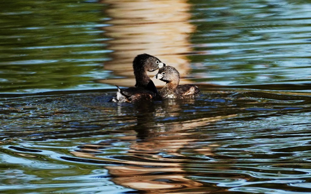  Mother's Love