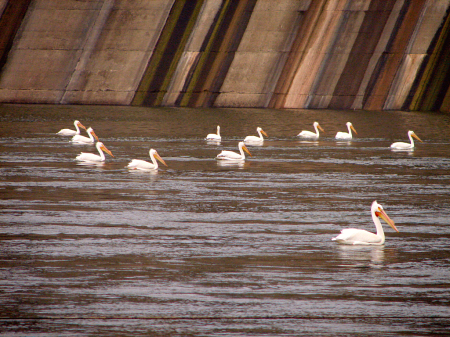 Pelicans At The Dam