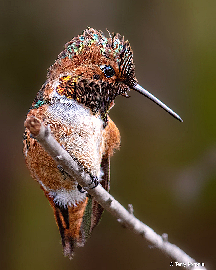 Allen's Hummingbird - ID: 16002539 © Terry Korpela