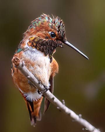 Allen's Hummingbird