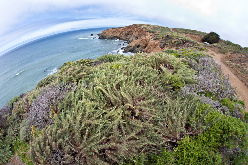 Mori Point