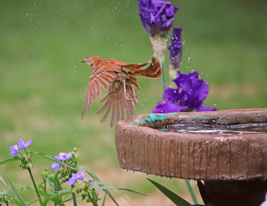 Brown Thrasher has left the house!! 